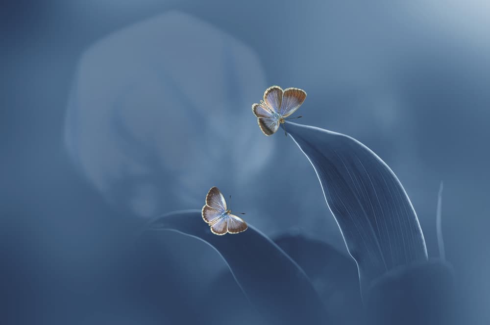 Blue Butterflies Perch by Andri Priyadi — canvas wall art