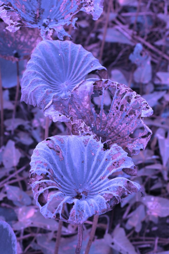 Weathered Purple Lotus by Santhosh ch — canvas wall art