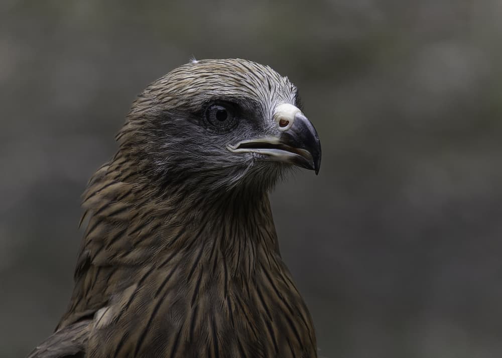 Keen Eyed Raptor by Susan Moss — canvas wall art