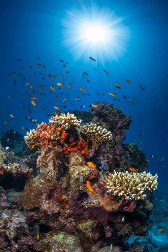 Sunlit Coral Reef by Barathieu Gabriel — canvas wall art