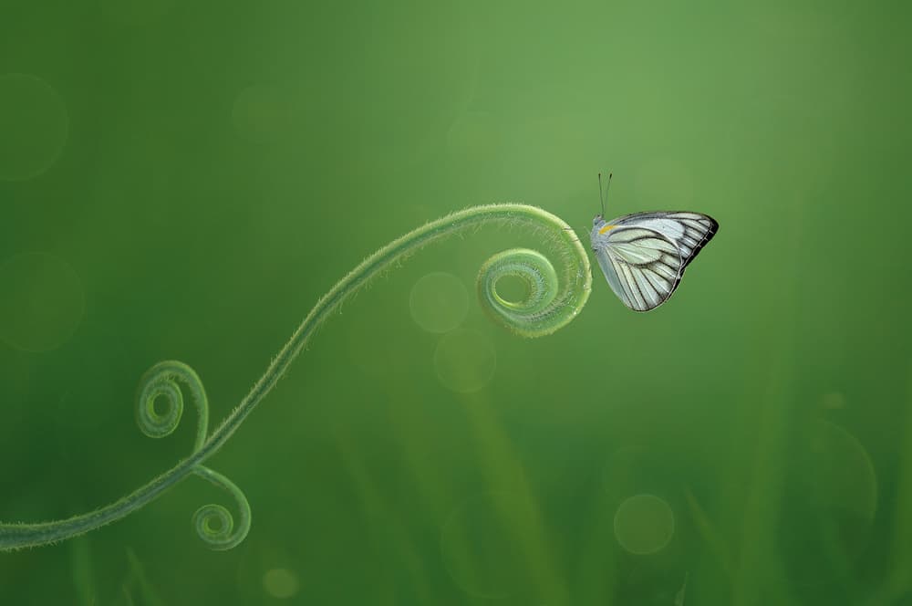 Graceful Butterfly Curl by Edy Pamungkas — canvas wall art
