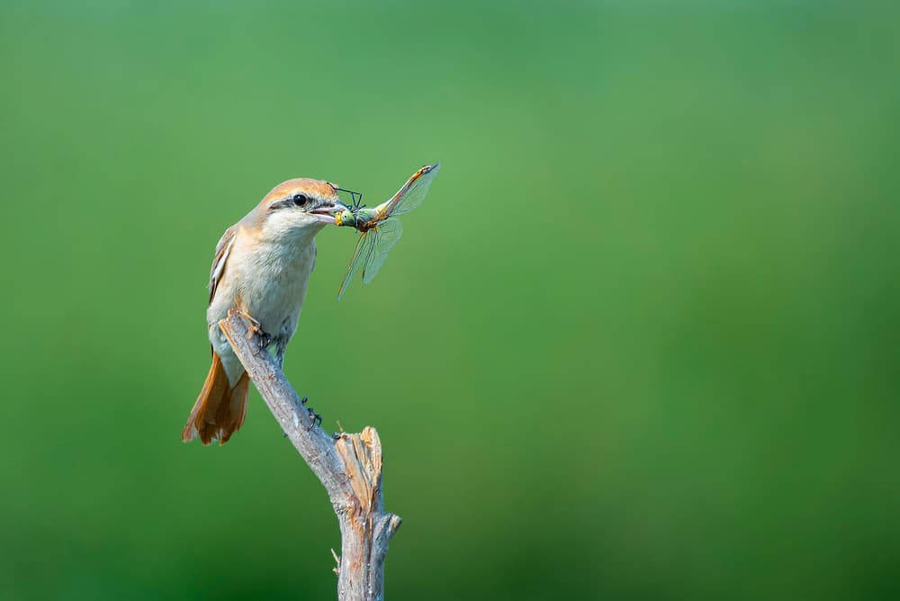 Bird Catches Dragonfly by Abdul Saleem — canvas wall art
