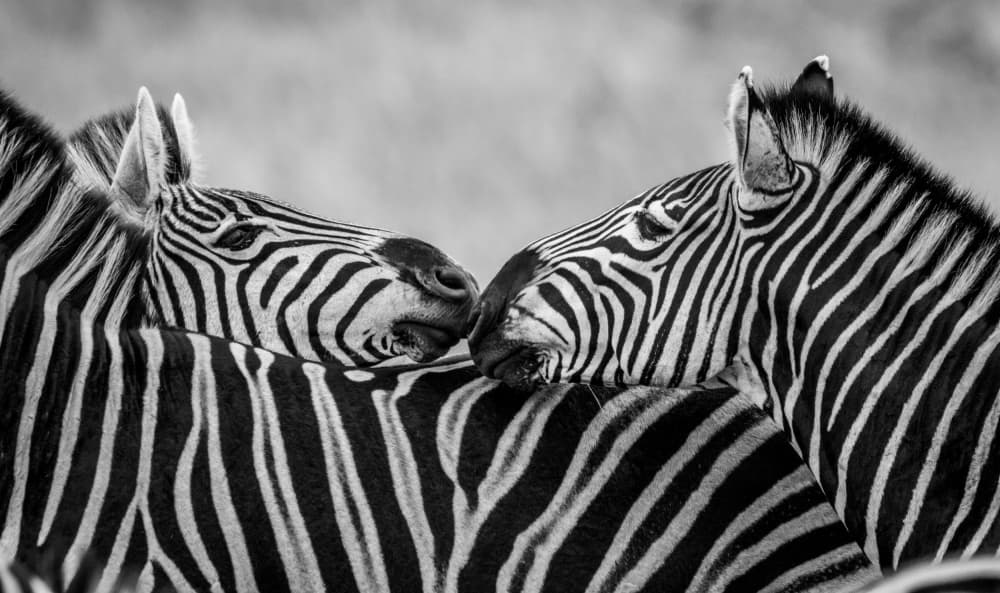 Two Zebras Nuzzling by Claudi Lourens — canvas wall art