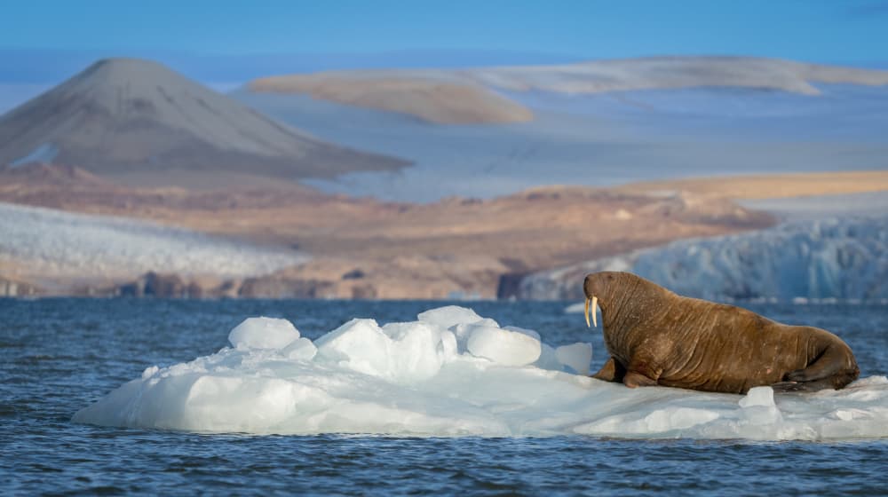 Walrus on Arctic Ice by Shobhit Chawla — canvas wall art