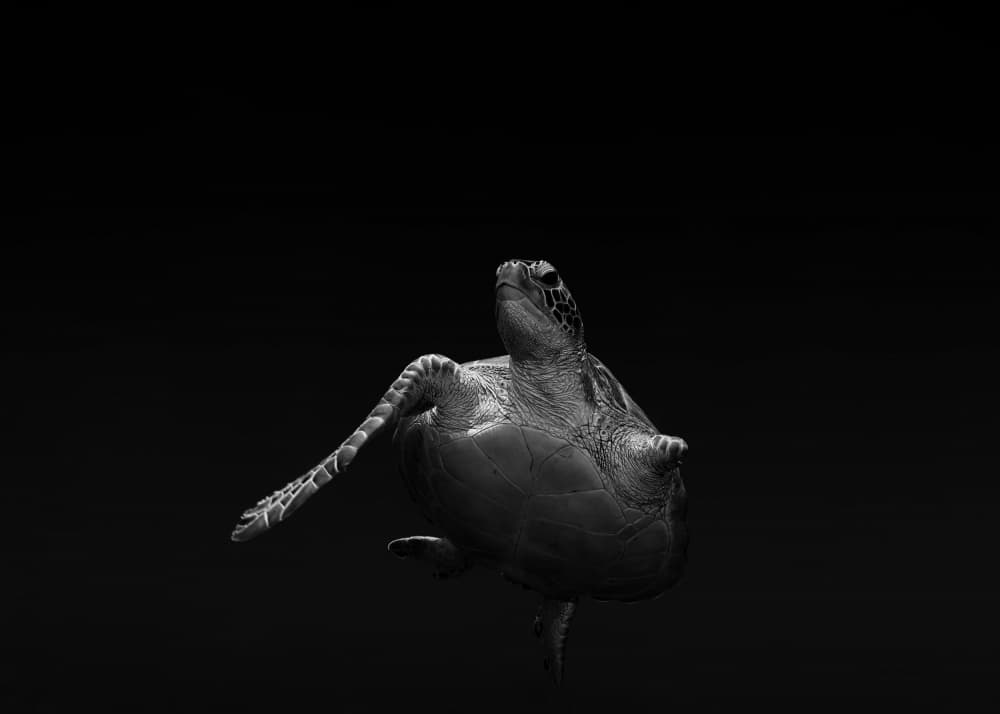 Graceful Sea Turtle Swim by Jennifer Lu — canvas wall art