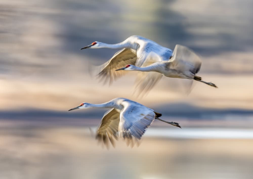 Graceful Cranes in Flight by Gary Hu — canvas wall art