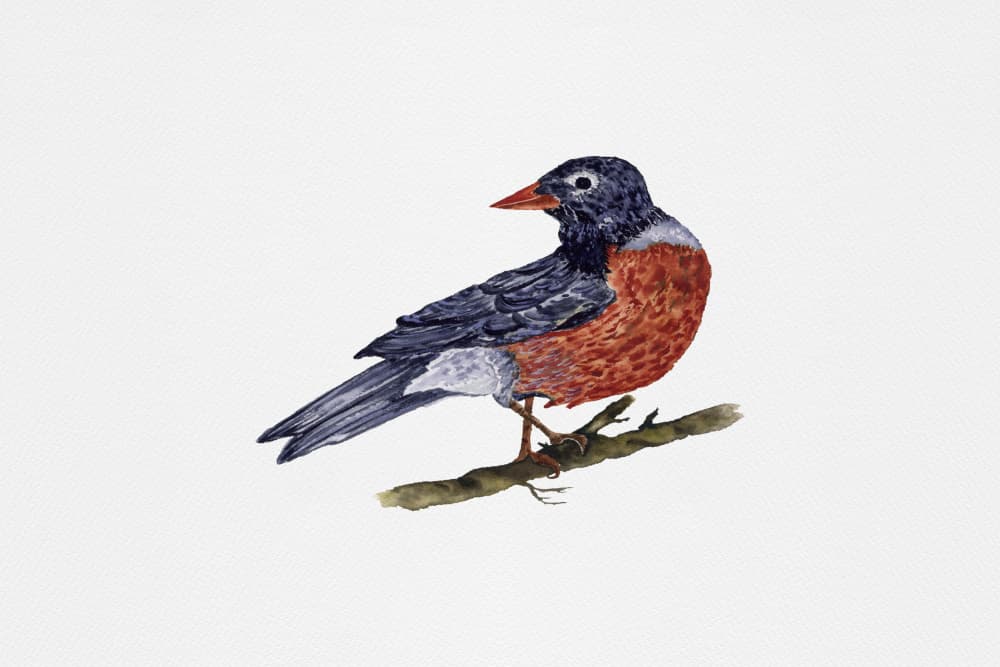 American Robin Perched by Suchi Deb — canvas wall art