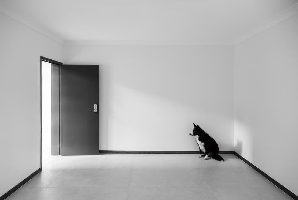 Dog By Bright Door by Jacqueline Hammer — canvas wall art