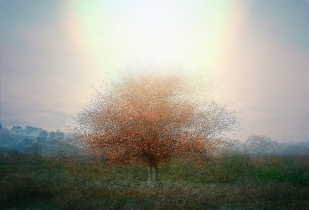 Dreamy Autumn Tree by Katarina Holmström — canvas wall art