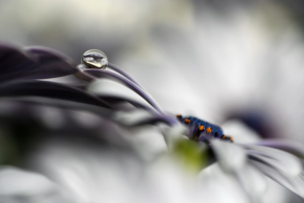 Purple Petal Droplet by Heidi Westum — canvas wall art