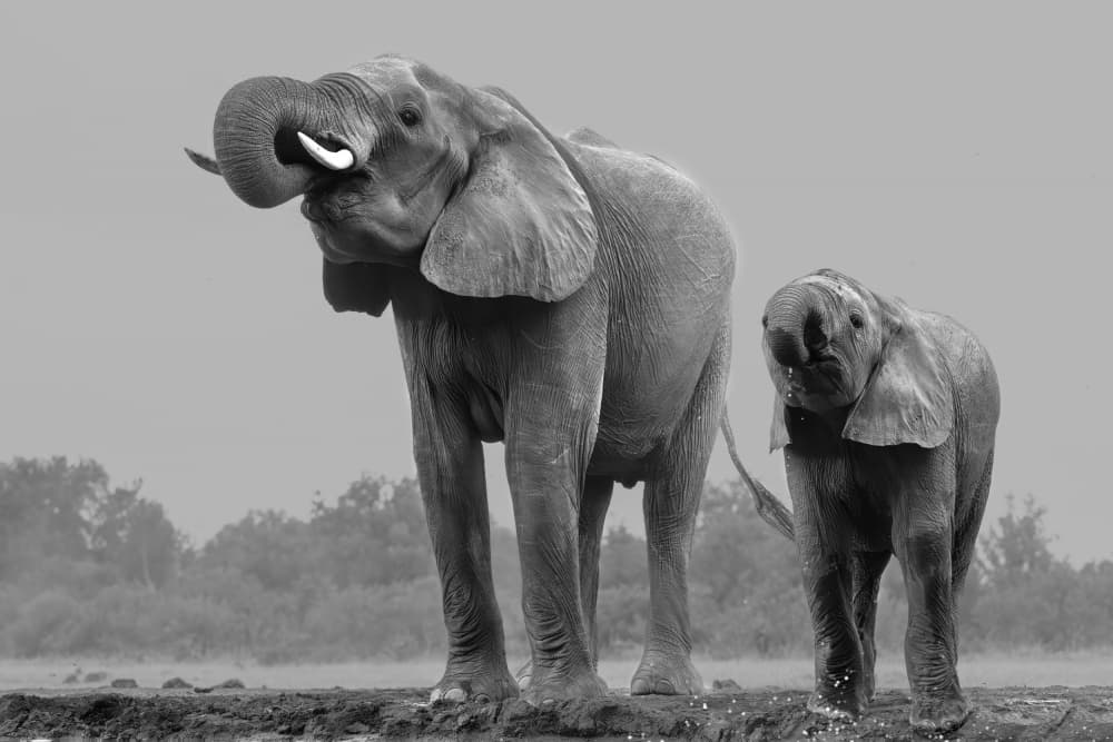 African Elephants Drinking by Jun Zuo — canvas wall art