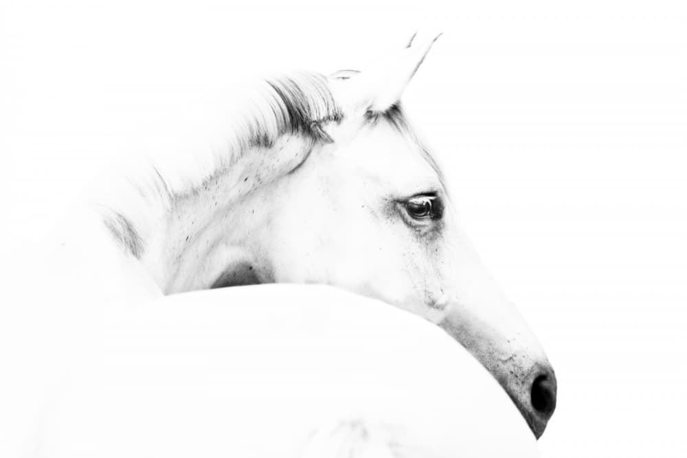 Serene White Horse by Ulrike Leinemann — canvas wall art