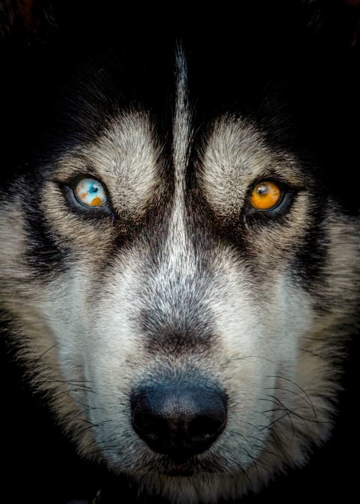 Mesmerizing Husky Eyes by Kimberly — canvas wall art