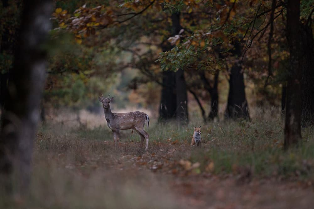 Woodland Deer and Fox by Sebastian Mastahac — canvas wall art