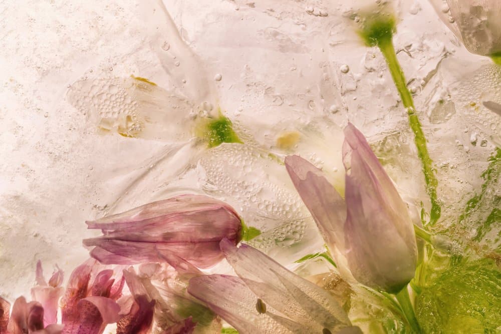 Frozen Floral Beauty by Giuseppe Satriani — canvas wall art