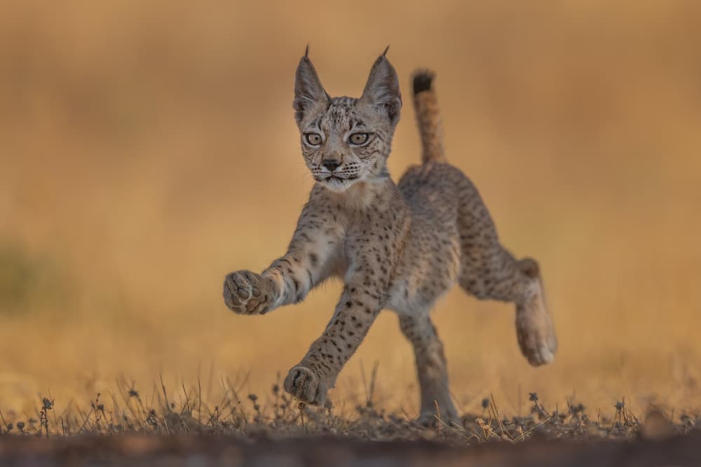 Playful Lynx Cub Run by Max Wang — canvas wall art