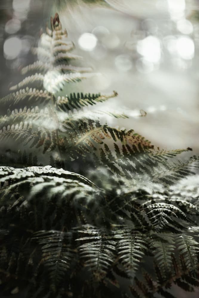 Dreamy Forest Ferns by Christina Sillen — canvas wall art