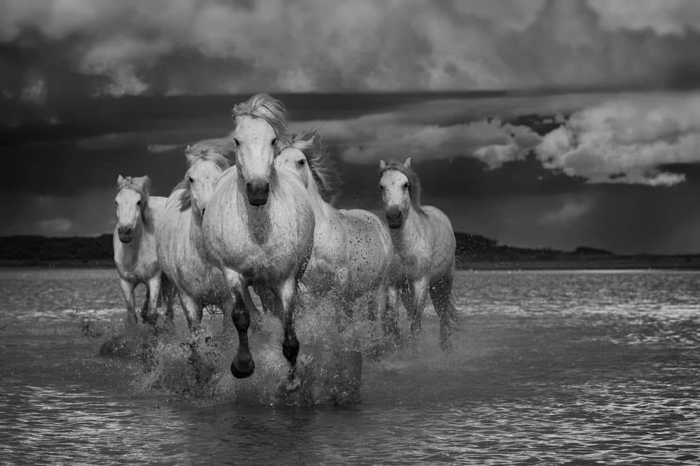 Galloping White Horses by Muriel Vekemans — canvas wall art