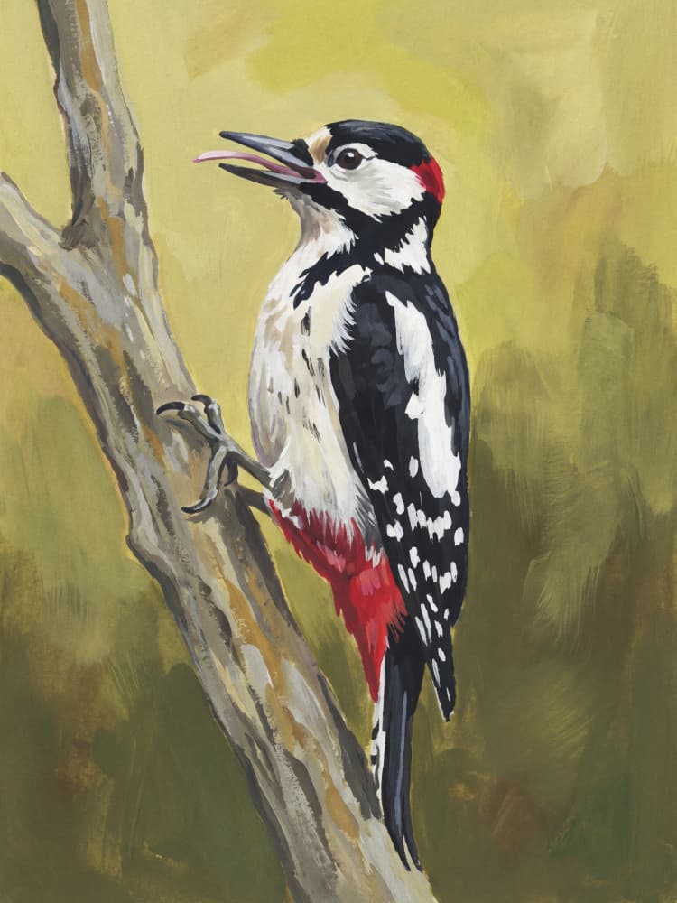 Vibrant Woodpecker Perched by Andreas Magnusson — canvas wall art