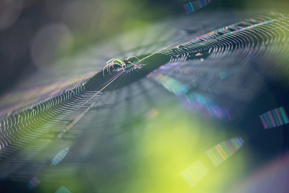 Iridescent Spider Web by Ivy Deng — canvas wall art