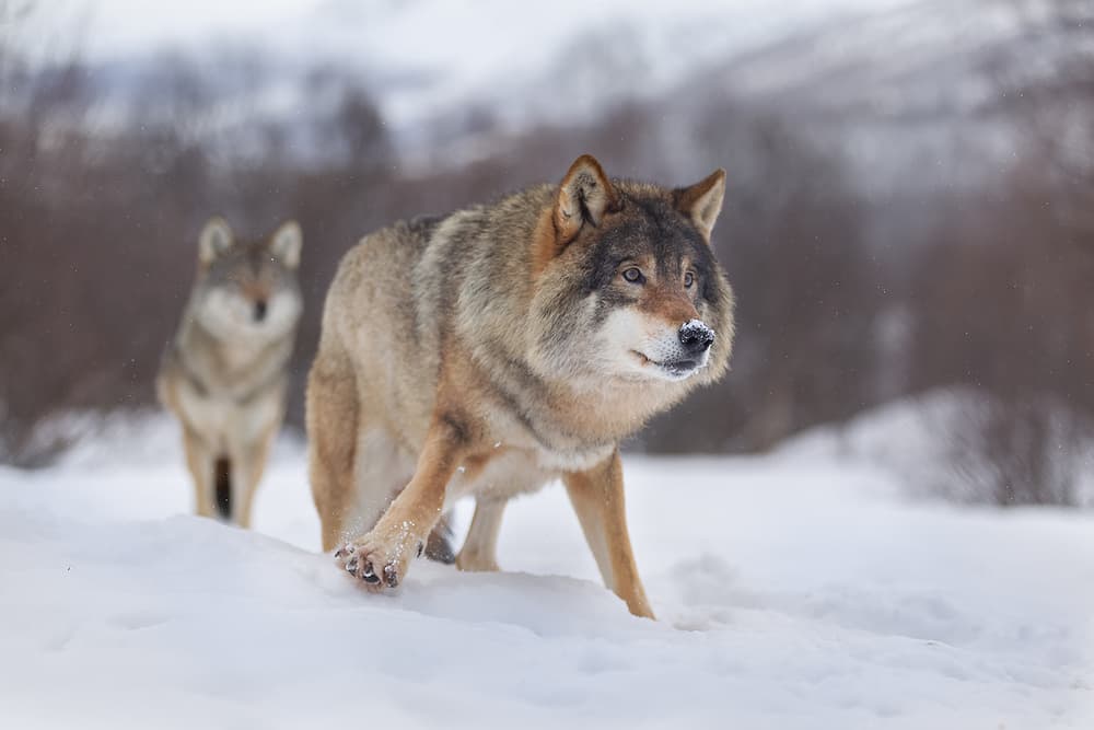 Watchful Winter Wolves by Joan Gil Raga — canvas wall art