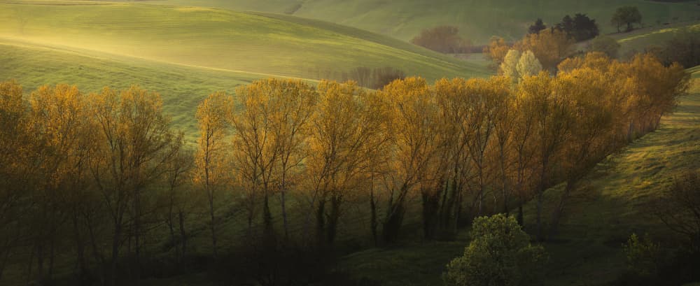 Golden Trees and Rolling Hills by Andrea Lorenzetti — canvas wall art