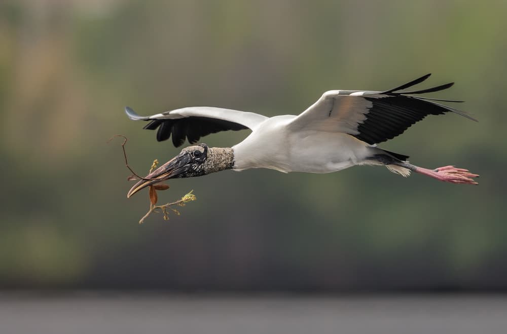 Flying Stork with Nest Twig by Greg Barsh — canvas wall art