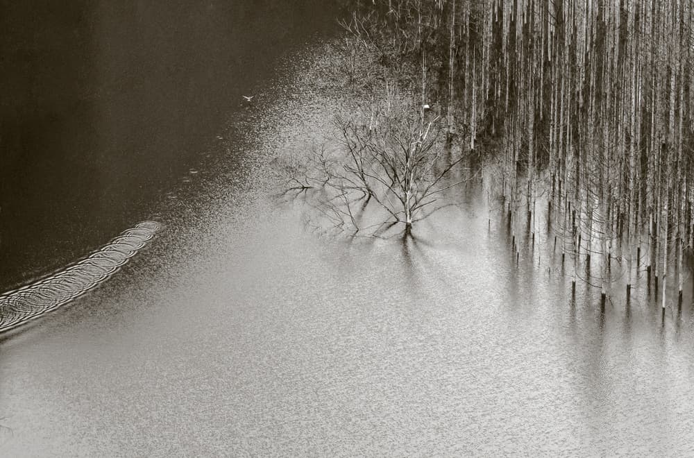 Submerged Forest Reflections by Eunice Kim — canvas wall art