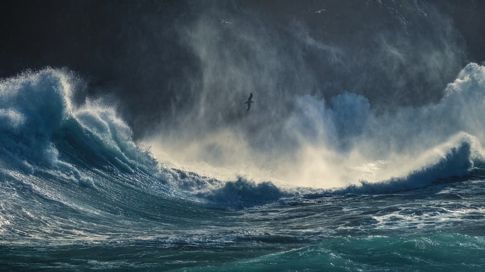 Stormy Ocean Bird by Paolo Lazzarotti — canvas wall art