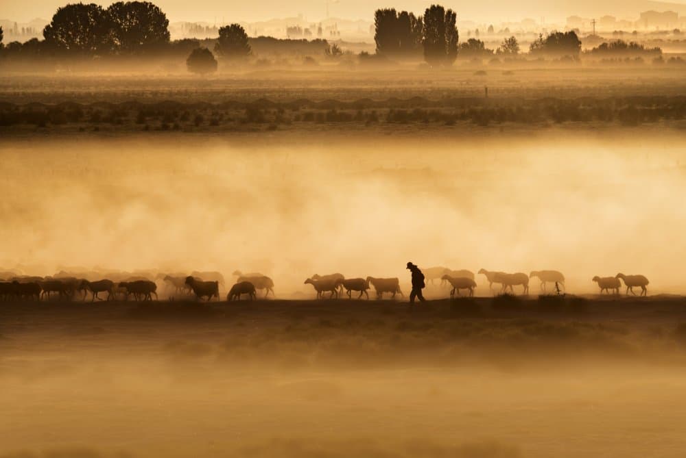 Shepherd in Golden Fog by durmusceylan — canvas wall art