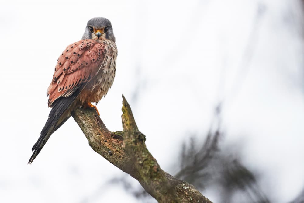 Wild Kestrel Portrait by Gheorghita Nemtanu — canvas wall art