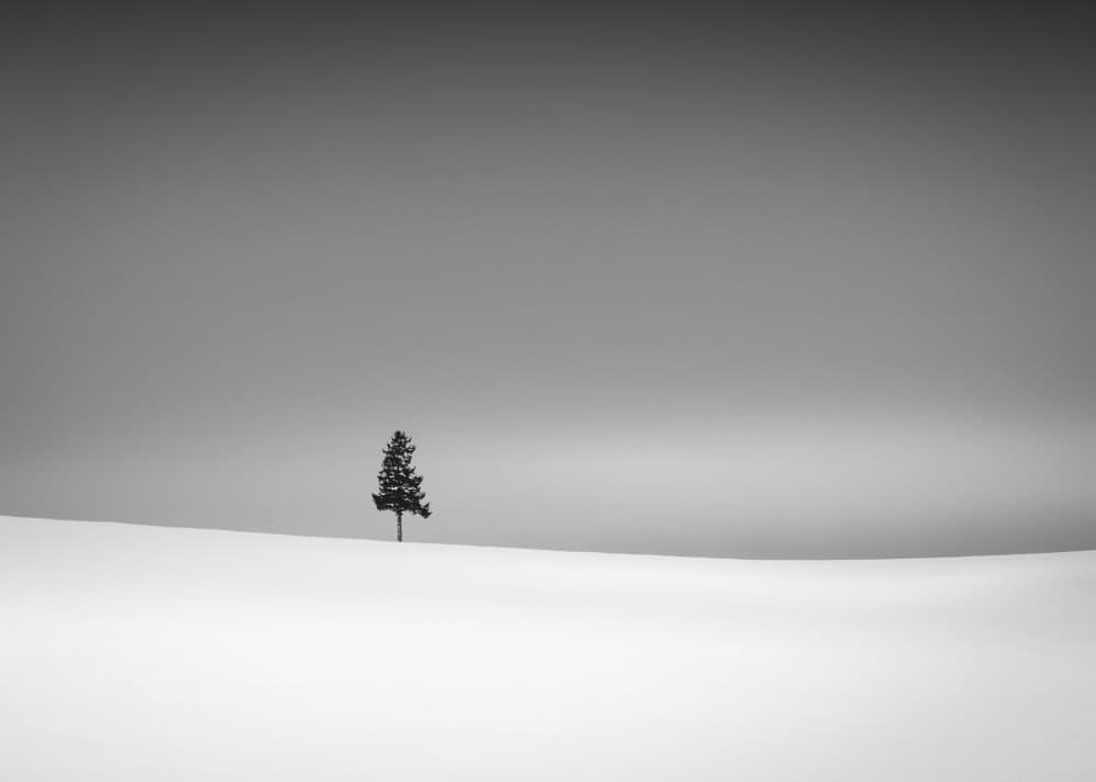 Solitary Tree Winter Snow by Dawn X W — canvas wall art