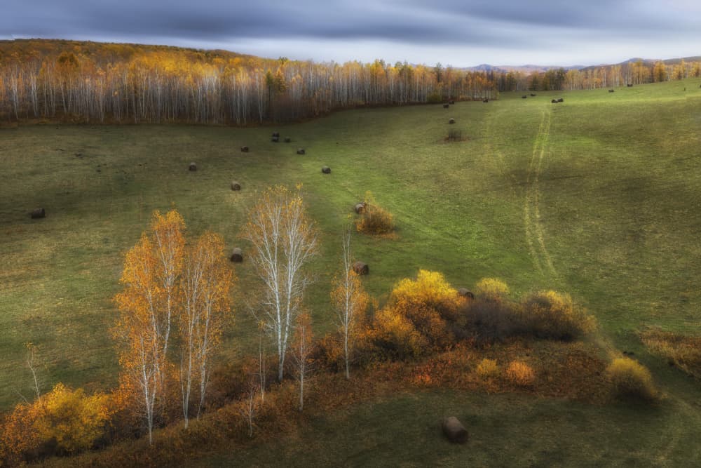 Golden Birches Meadow by UU — canvas wall art