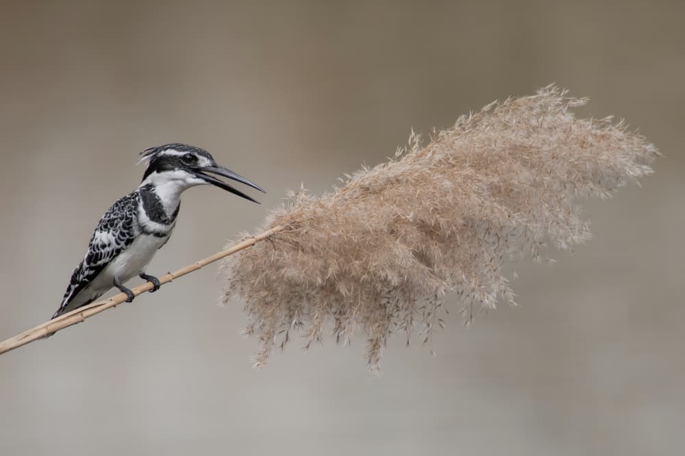 Elegant Kingfisher on Reed by Guy Wilson — canvas wall art