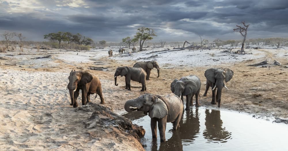 African Elephants At Watering Hole by Clint Ralph — canvas wall art