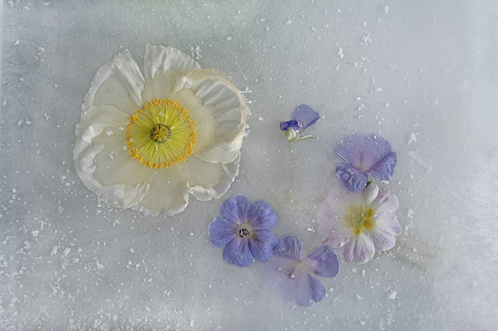 Winter's Frozen Blooms by Pedro Uranga — canvas wall art