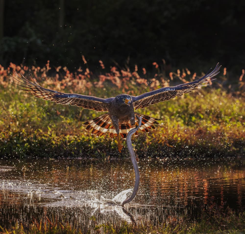Hawk's Dramatic Catch by Taksing (吉星高照) — canvas wall art