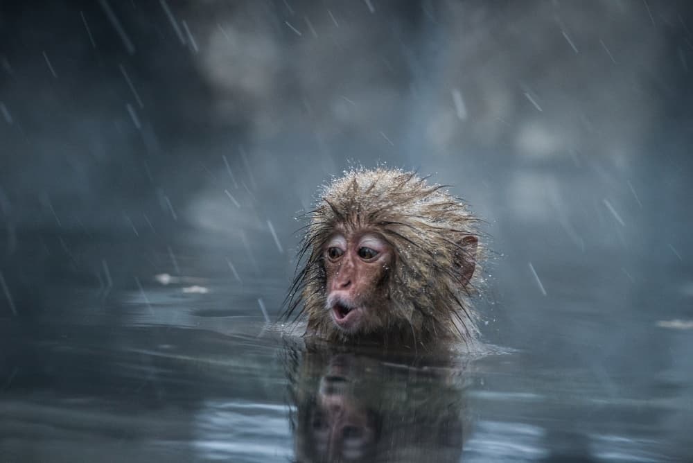 Snow Monkey In The Rain by Takeshi Marumoto — canvas wall art