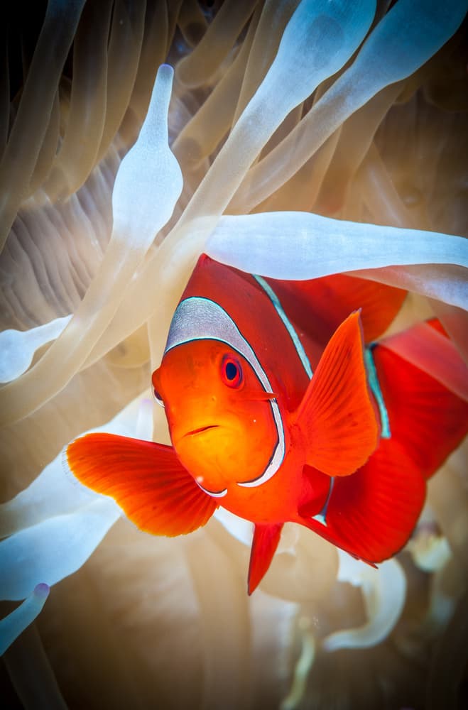 Vibrant Clownfish in Anemone by Jan Abadschieff — canvas wall art