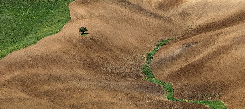 Rolling Hills Lone Tree by Abbas Arabzadeh — canvas wall art