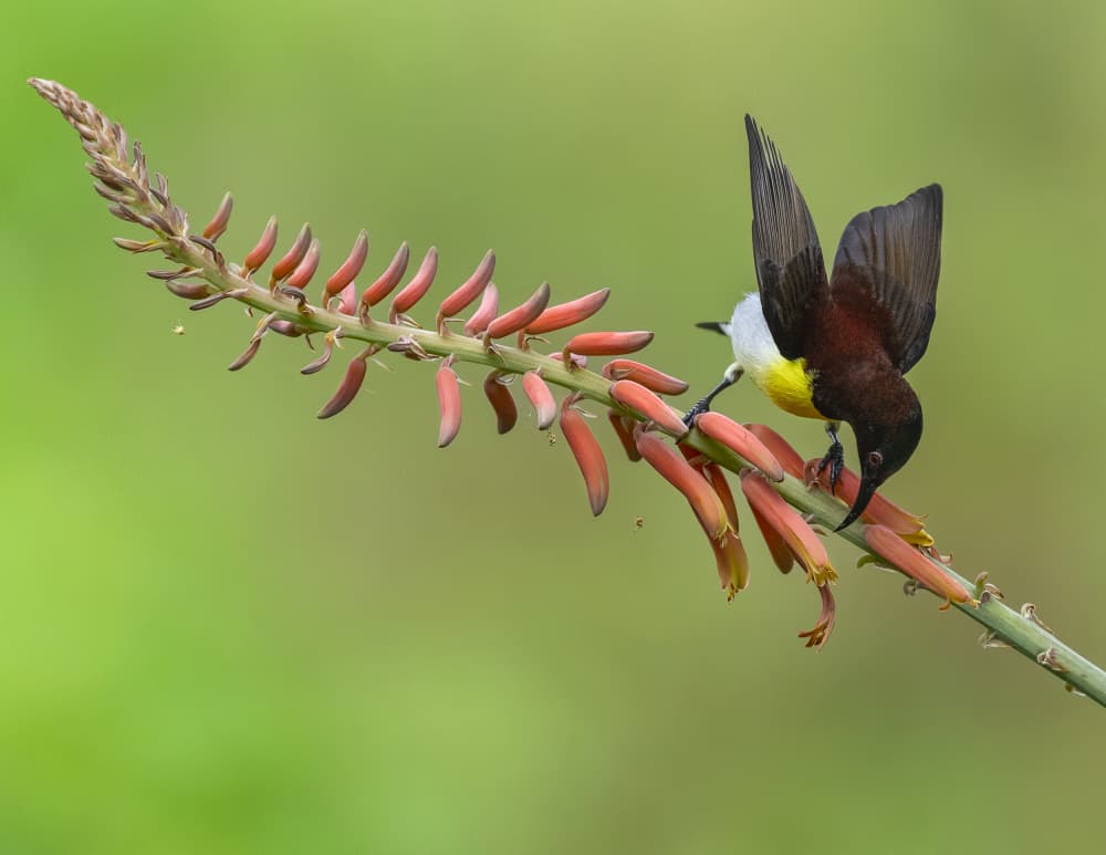 Sunbird Nectar Feeding by Chiranjib Chakraborty — canvas wall art