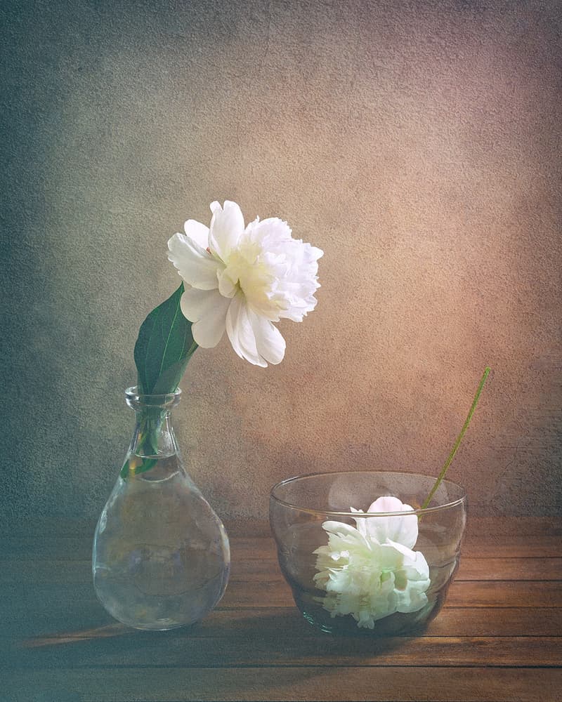 White Peony Still Life by Sophie Pan — canvas wall art