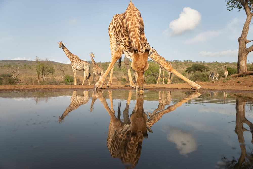 Giraffes Drinking Reflection by Joan Gil Raga — canvas wall art