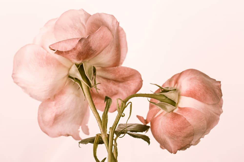 Fading Pink Roses by Samar AlBader — canvas wall art