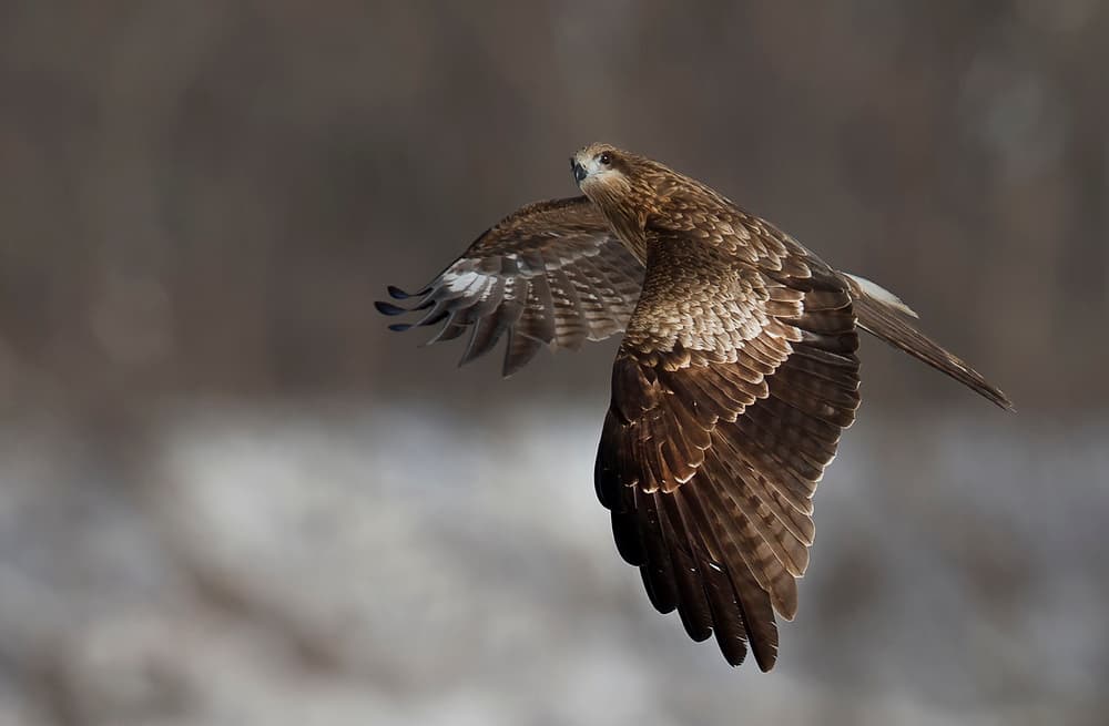 Majestic Raptor Soaring by C.S. Tjandra — canvas wall art