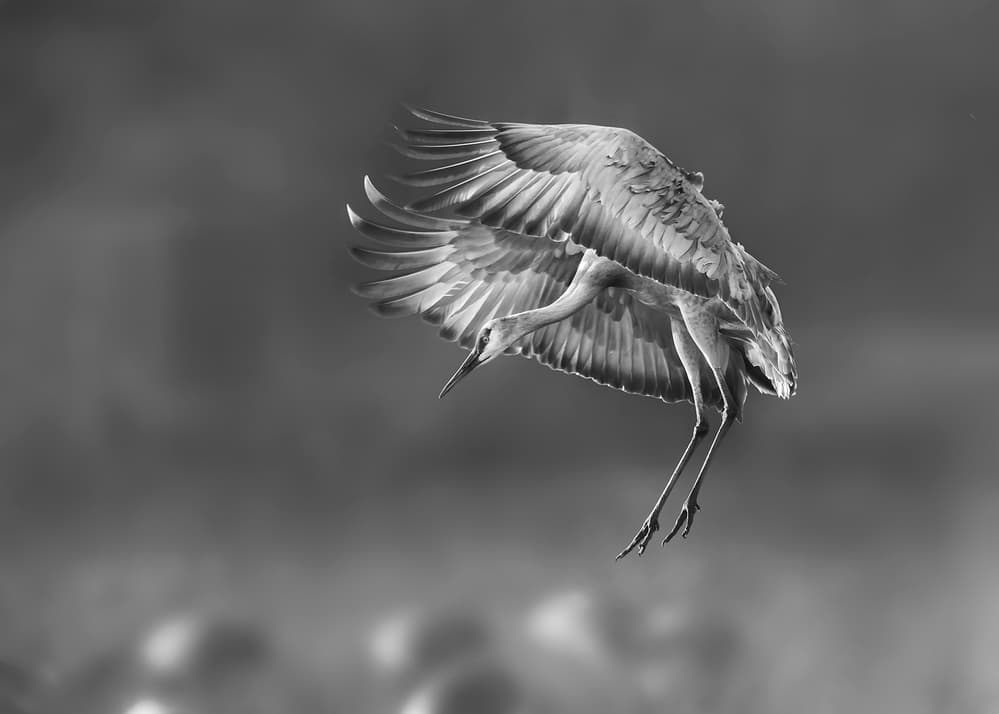 Graceful Crane Flight by Annie Poreider — canvas wall art