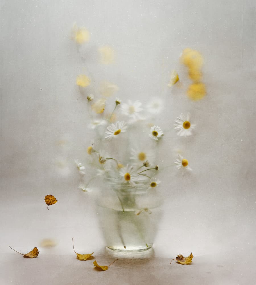 Dreamy Daisies and Leaves by Ala Pneuma — canvas wall art