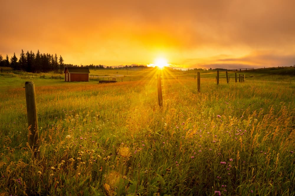 Golden Field Sunset by Wenjin Yu — canvas wall art