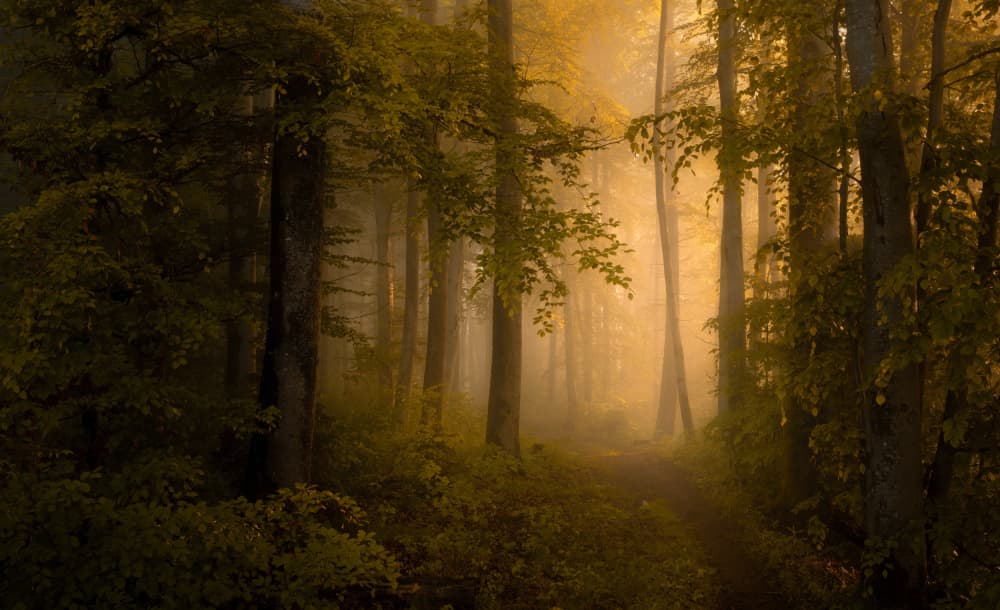Misty Autumn Forest Path by Norbert Maier — canvas wall art