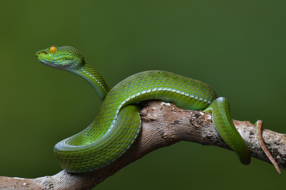 Emerald Green Viper by Phat Dao Tan — canvas wall art